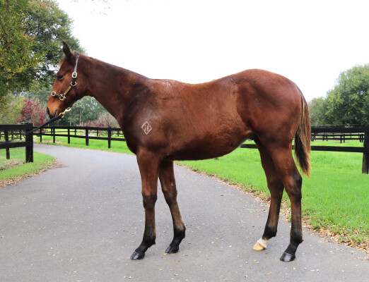 Lot 55: Acrobat / Lamarque