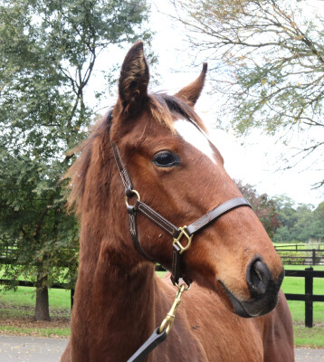 Lot 55: Acrobat / Lamarque