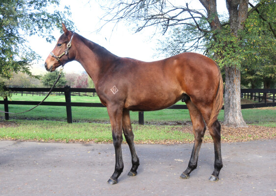 Lot 57: Farnan / Laney (USA)