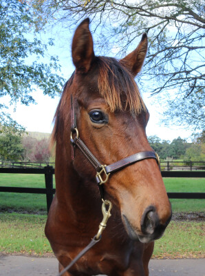 Lot 57: Farnan / Laney (USA)