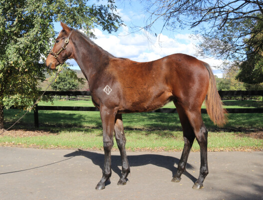 Lot 261: Farnan / Vivid Fortress