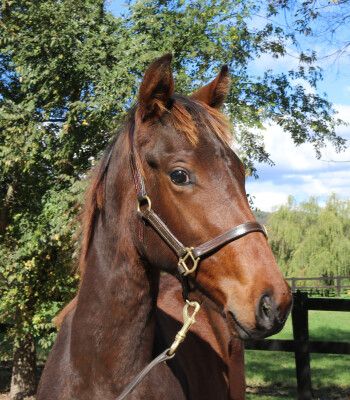 Lot 261: Farnan / Vivid Fortress