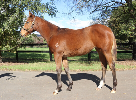 Lot 365: Farnan / Coleraine