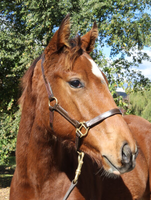 Lot 365: Farnan / Coleraine