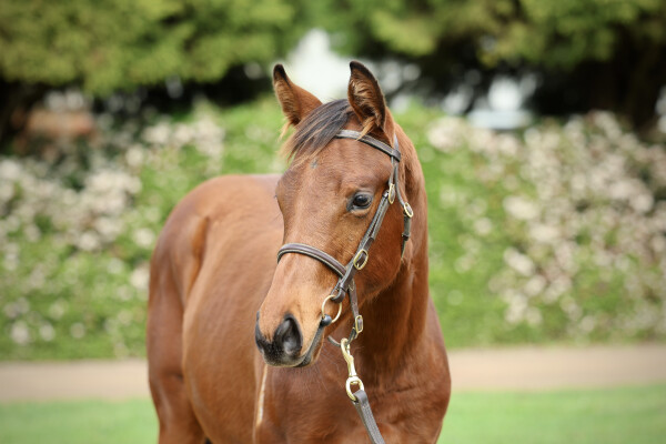 Lot 17: Benbatl (GB) / Iheartpoppy