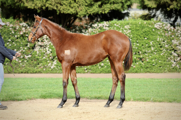 Lot 17: Benbatl (GB) / Iheartpoppy