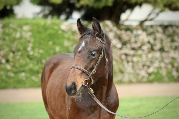 Lot 160: Brazen Beau / Romany Flyer