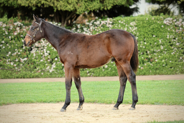 Lot 160: Brazen Beau / Romany Flyer