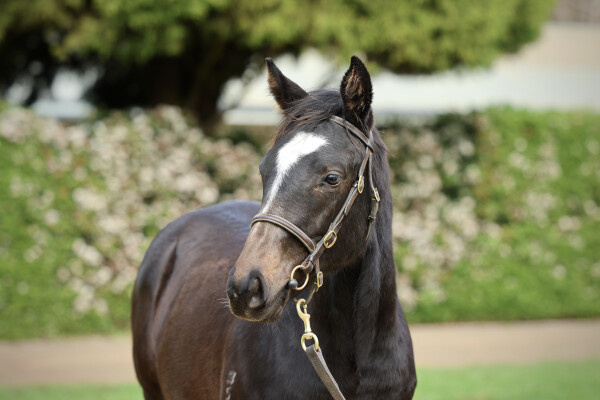 Lot 201: Pierata / Special Alert