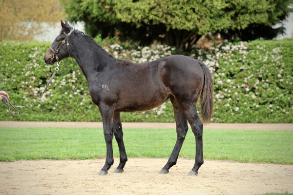 Lot 201: Pierata / Special Alert