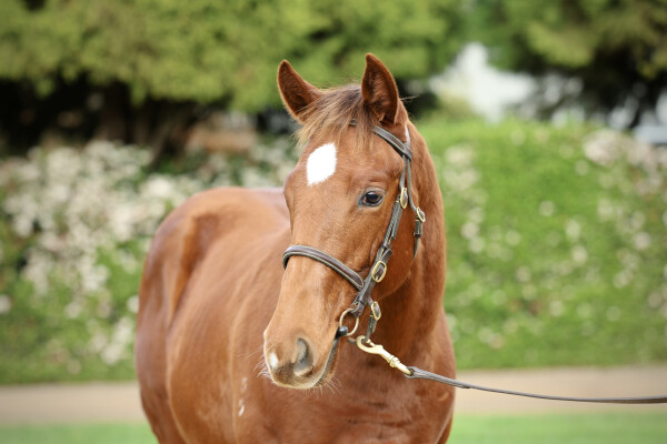 Lot 259: Nicconi / Vittoria Colonna