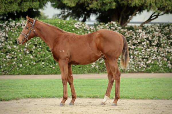 Lot 259: Nicconi / Vittoria Colonna