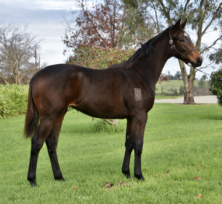 Lot 77: Brazen Beau / Maevemoo