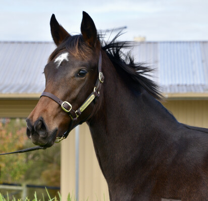 Lot 77: Brazen Beau / Maevemoo