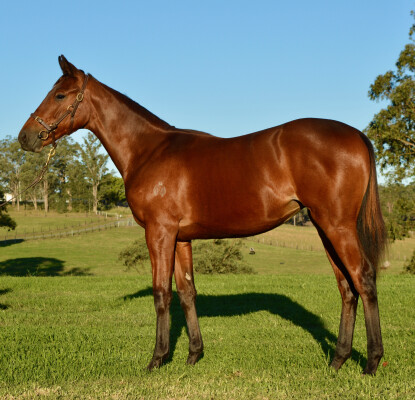 Lot 69: Tagaloa / Louisette