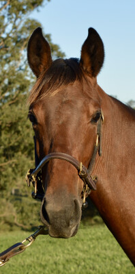 Lot 69: Tagaloa / Louisette
