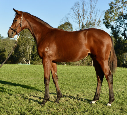 Lot 283: Super Seth / Zecora (NZ)