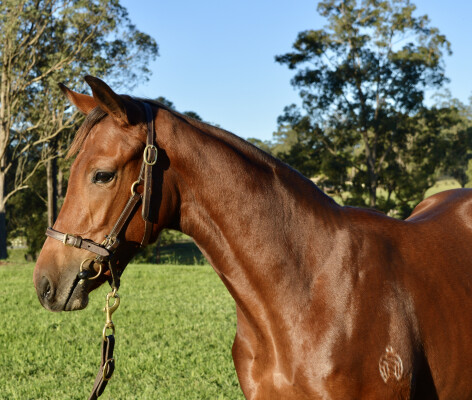Lot 283: Super Seth / Zecora (NZ)