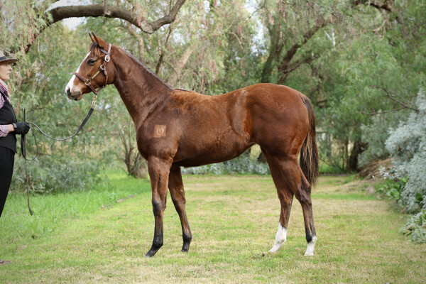 Lot 70: Nicconi / Love Lee