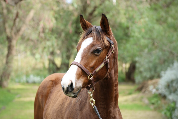 Lot 70: Nicconi / Love Lee