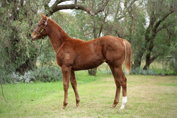 Lot 76: Sejardan / Madam Superior