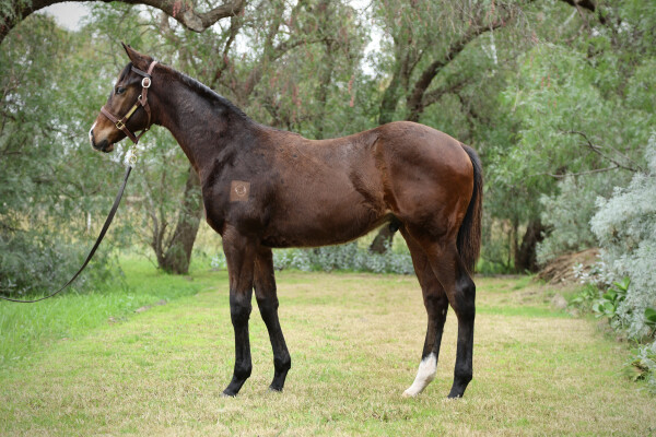 Lot 281: Grunt (NZ) / Written in Snow