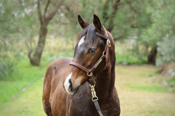 Lot 281: Grunt (NZ) / Written in Snow