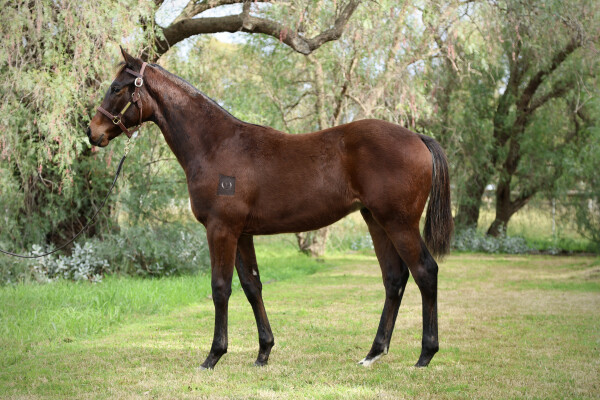 Lot 361: Pierata / Choux Diva