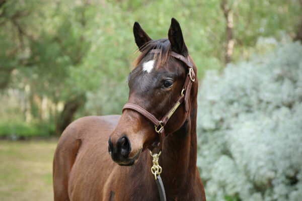 Lot 361: Pierata / Choux Diva