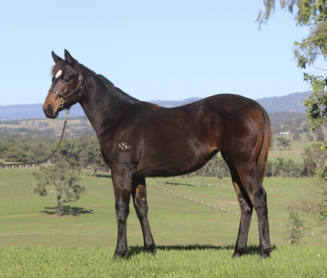 Lot 88: Pride of Dubai / Miniskirt Mayhem (NZ)