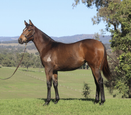 Lot 294: Cosmic Force / Aghna