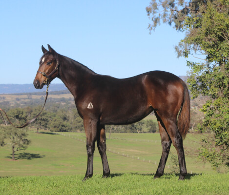 Lot 297: Cosmic Force / Aimiliona
