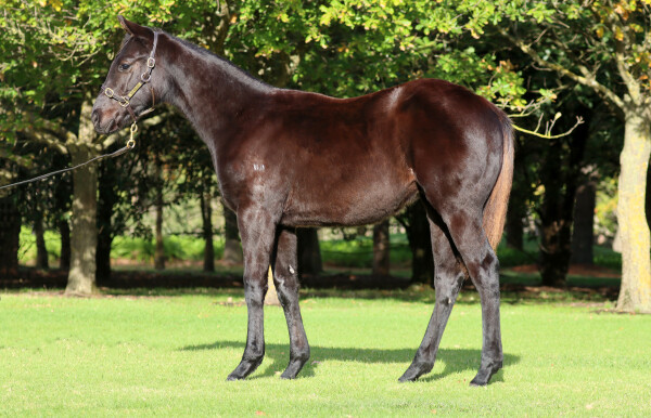 Lot 346: Diatonic (JPN) / Call Me Royal