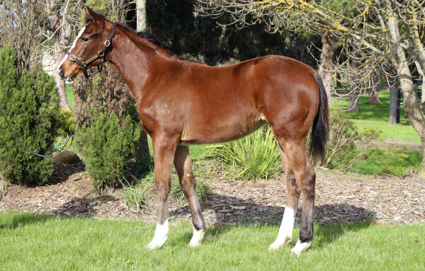 Lot 322: Toronado (IRE) / Awesome Planet