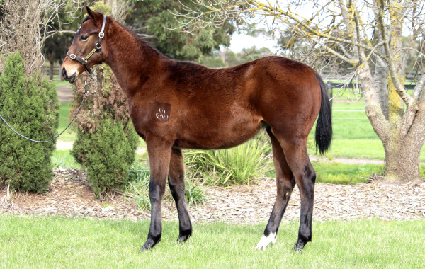 Lot 423: Lofty Strike / Ginny Ann