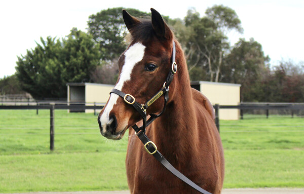 Lot 322: Toronado (IRE) / Awesome Planet
