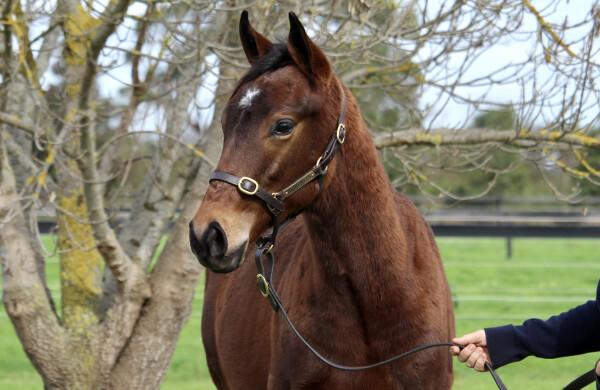 Lot 423: Lofty Strike / Ginny Ann