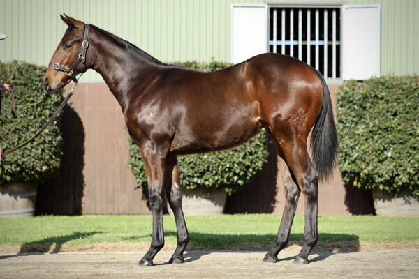 Lot 60: Brazen Beau / Leny's Here