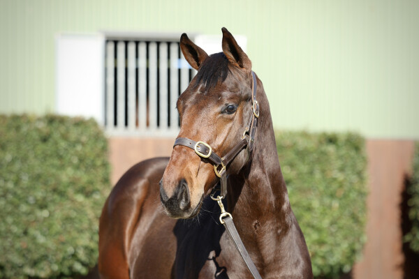 Lot 60: Brazen Beau / Leny's Here