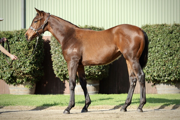 Lot 91: Native Trail (GB) / Miss Anabanana