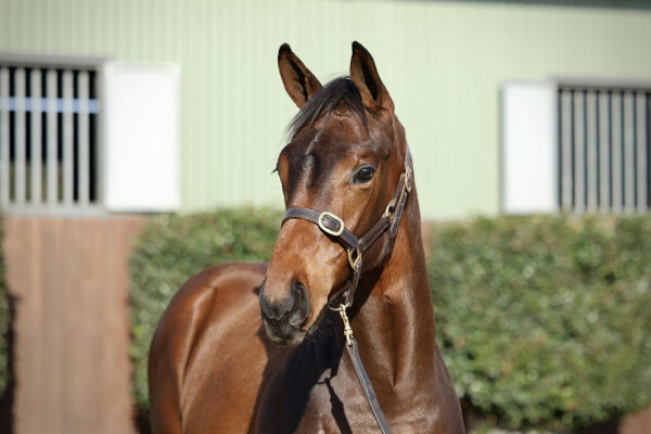 Lot 91: Native Trail (GB) / Miss Anabanana