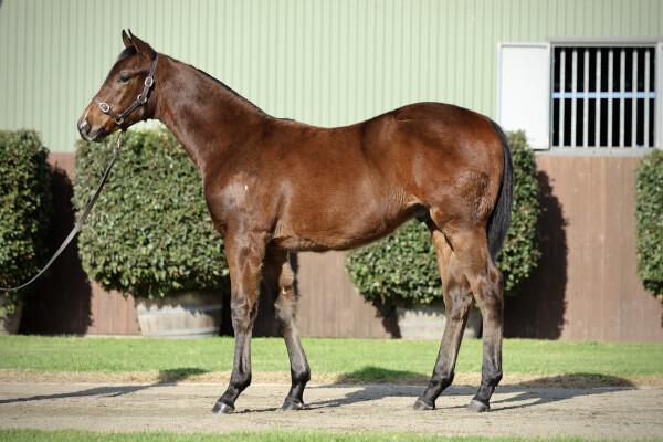 Lot 278: Harry Angel (IRE) / Without Risk