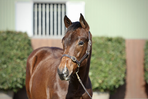 Lot 278: Harry Angel (IRE) / Without Risk