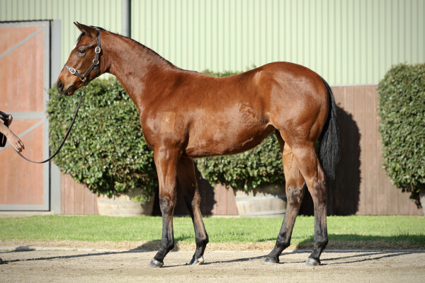 Lot 307: Cylinder / Anna Cecelia