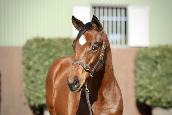 Lot 307: Cylinder / Anna Cecelia