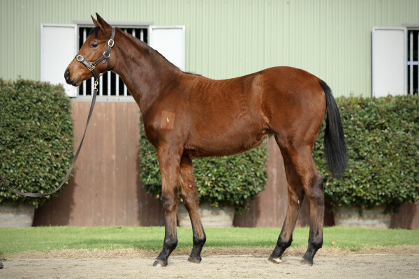 Lot 332: Pride of Dubai / Bellissima Miss (NZ)