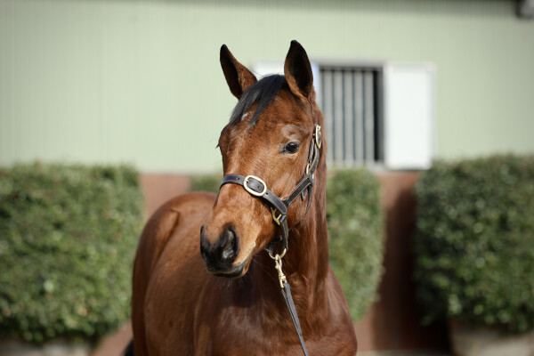 Lot 332: Pride of Dubai / Bellissima Miss (NZ)