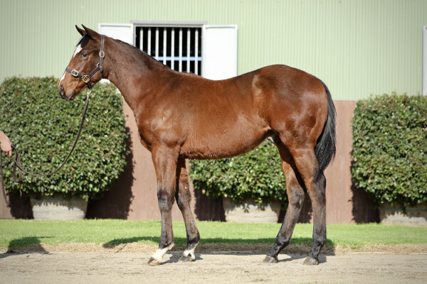 Lot 393: Tassort / Elderflower