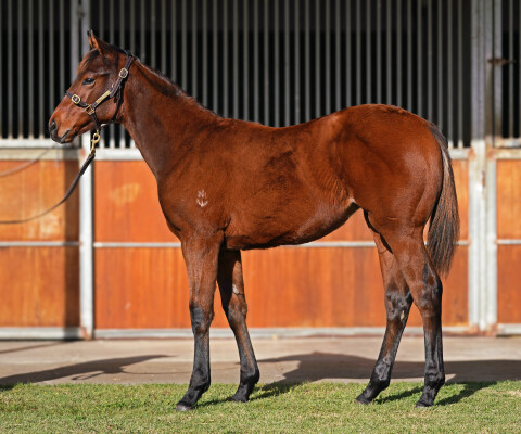 Lot 26: Farnan / Isles of Avalon