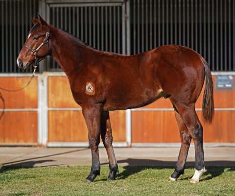 Lot 65: Lofty Strike / Loft Actually